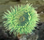 Sea Anemones attract prey with their beauty